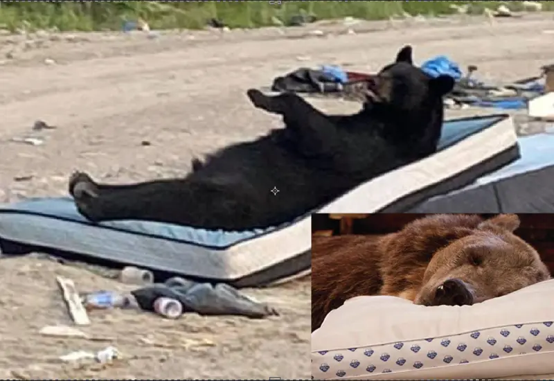 Oso descansando la mona