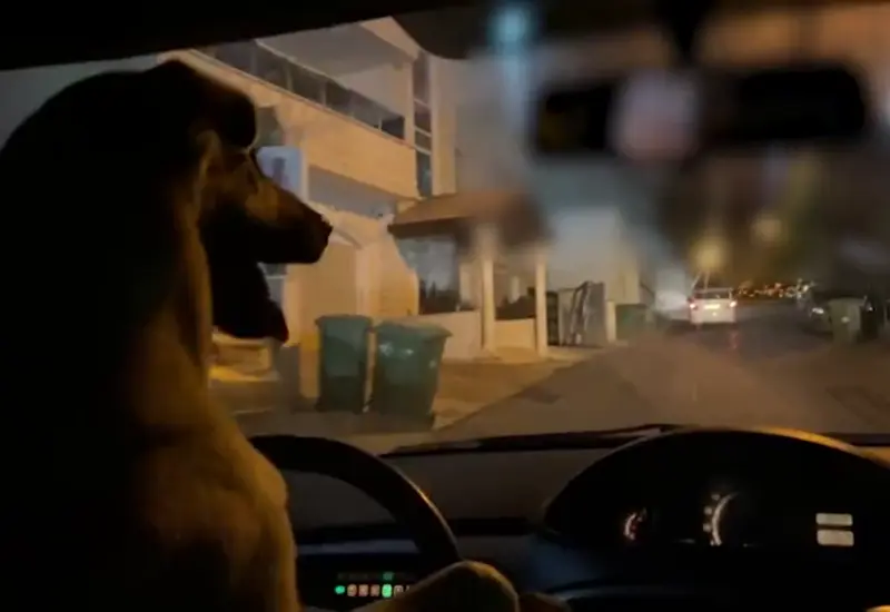 Mascota al volante