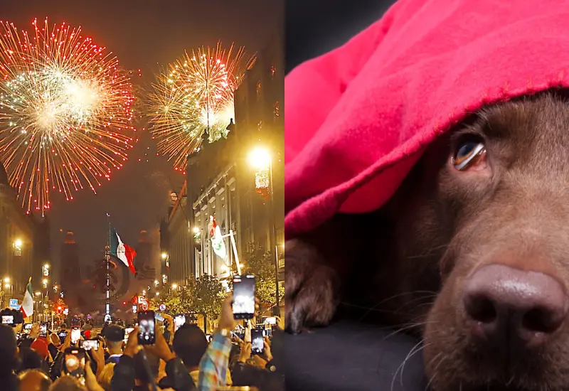 pirotecnia-y-perro