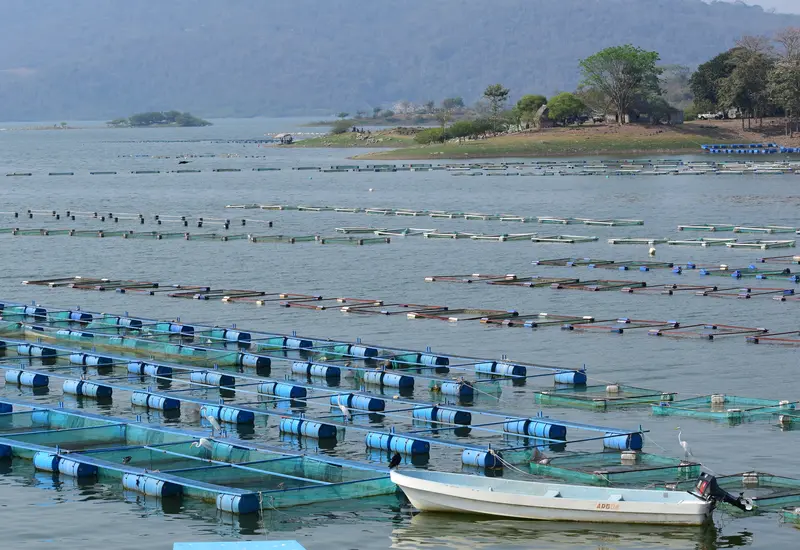 presa_en_oaxaca