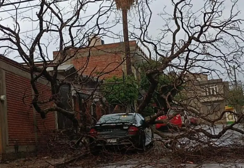 arbol_cae_en_oaxaca