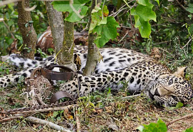 tigre 