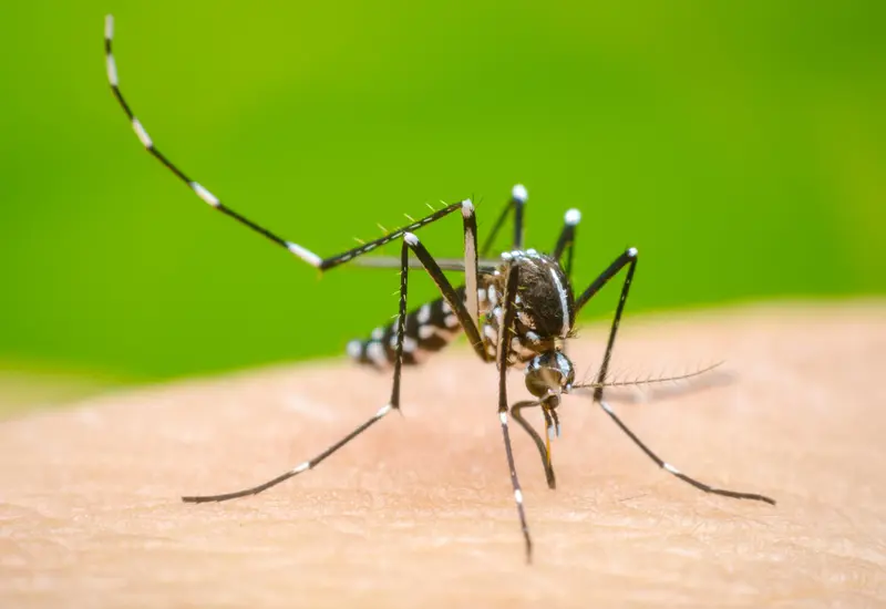 mosquito 