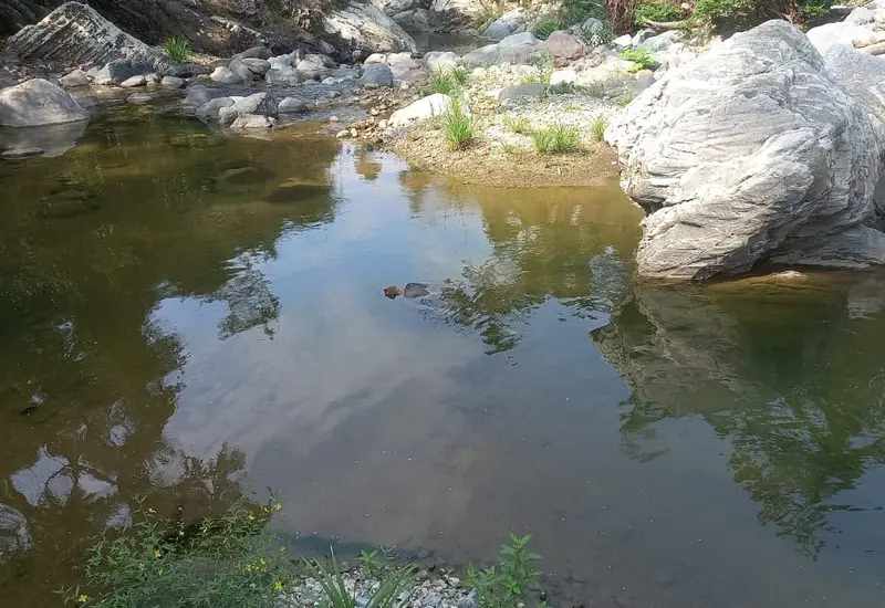 lago 