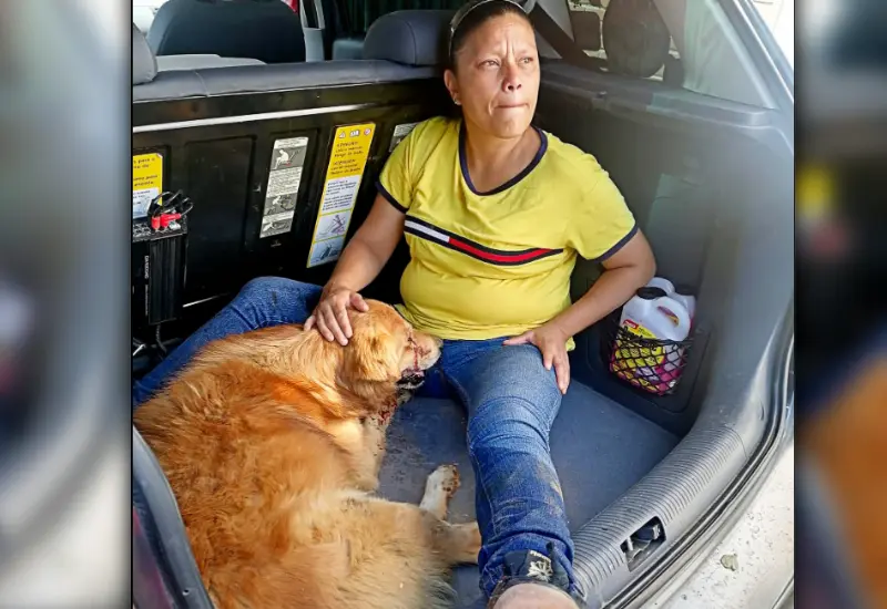 zeus_es_atendido_por_veterinario