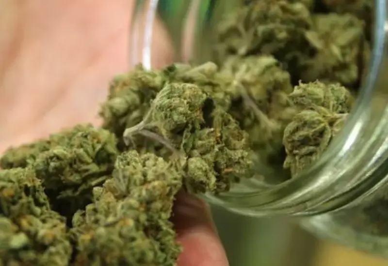 marihuana3-1