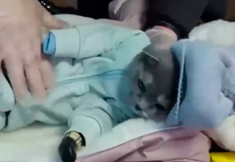 disfrazan_gato_para_traficar_dr0gas