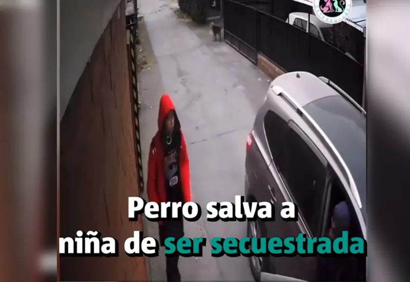 perro_defiende_menor_de_plagiarios
