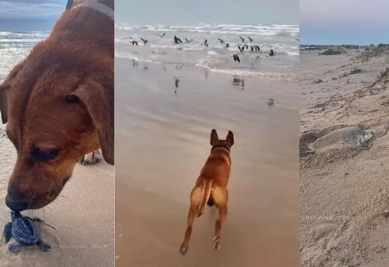 perro_ayuda_a_tortugas