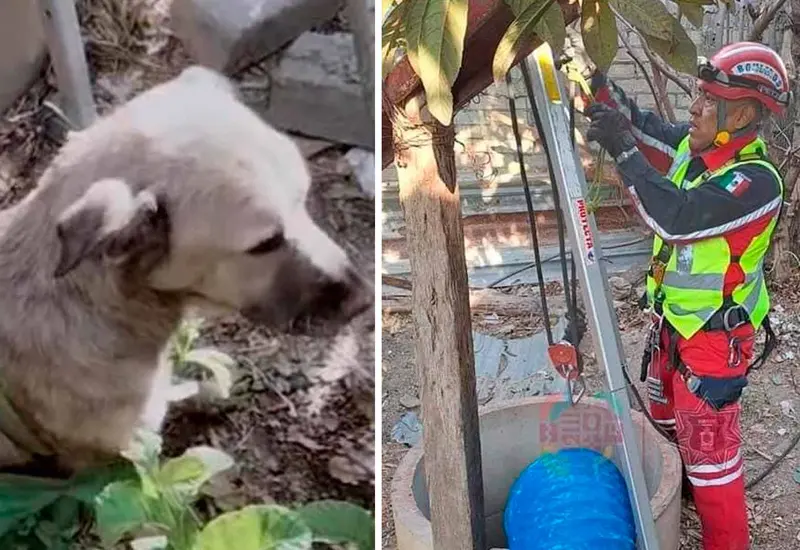 perrito 