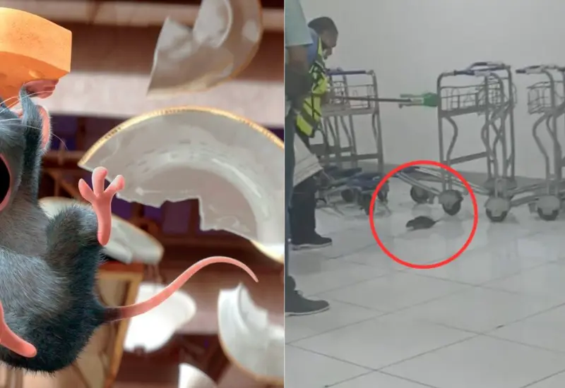 rata_causa_panico_en_aeropuerto