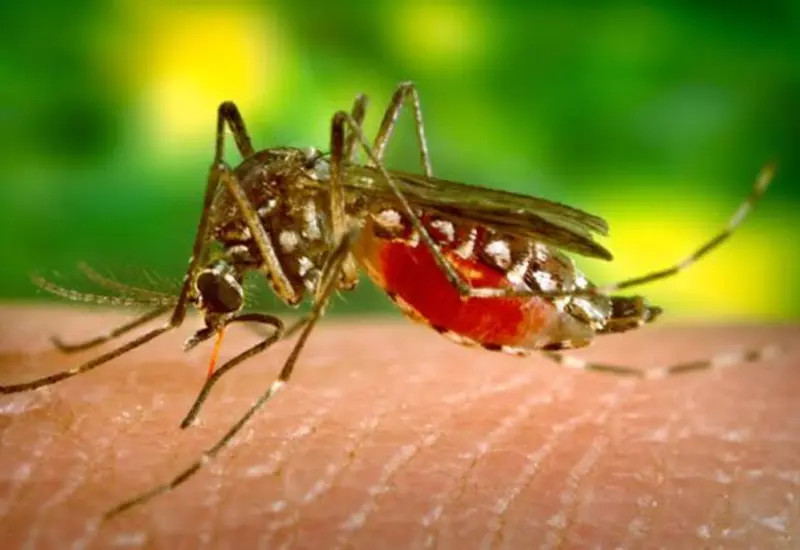 Dengue