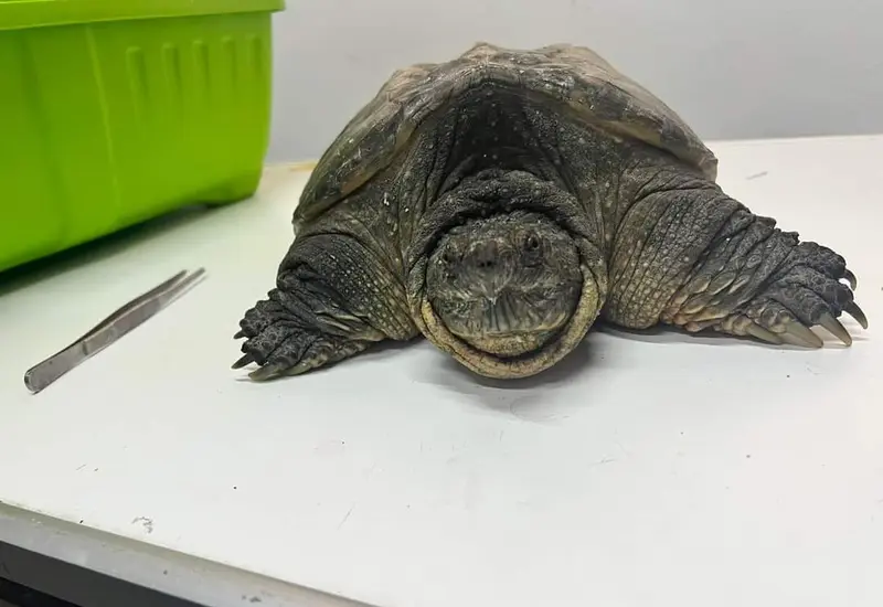 Tortuga