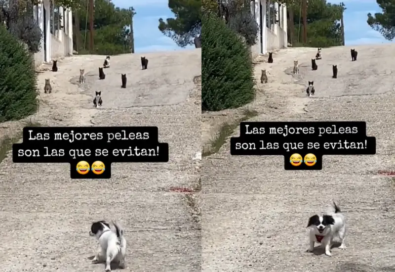 can_emprende_huida_de_gatos