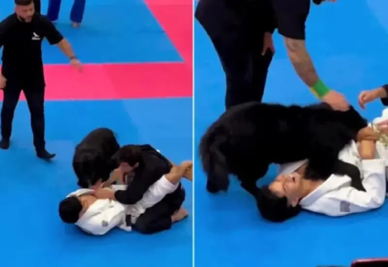 lomito_protege_a_dueño_combate