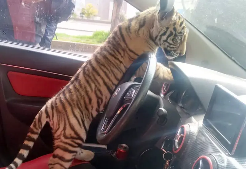 felino 