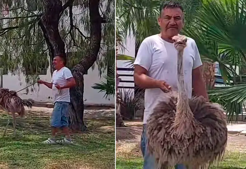 pasea-a-avestruz 