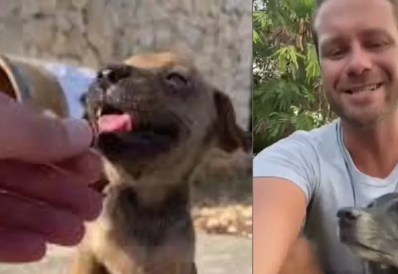 alimenta_perritos_de_la_calle