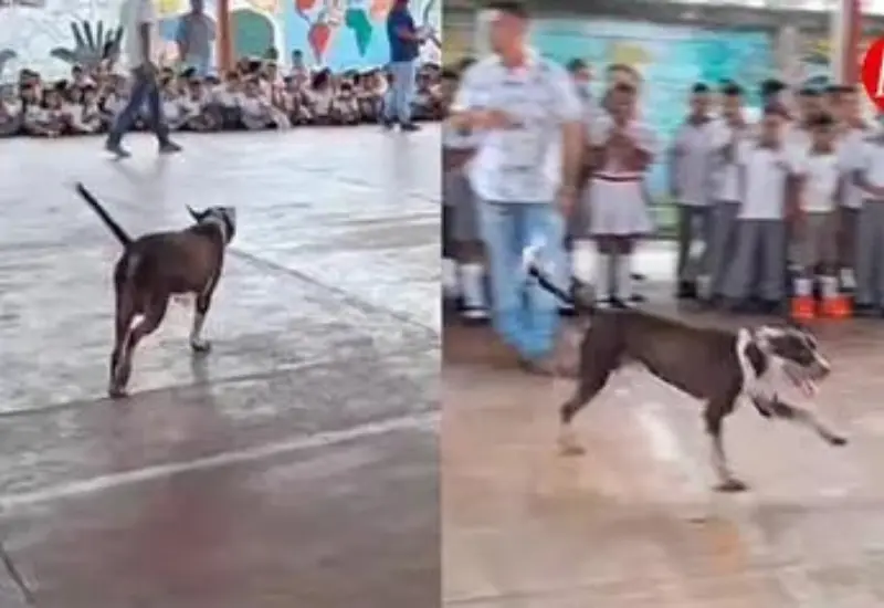 lomito_da_bienvenida_niños_escuela