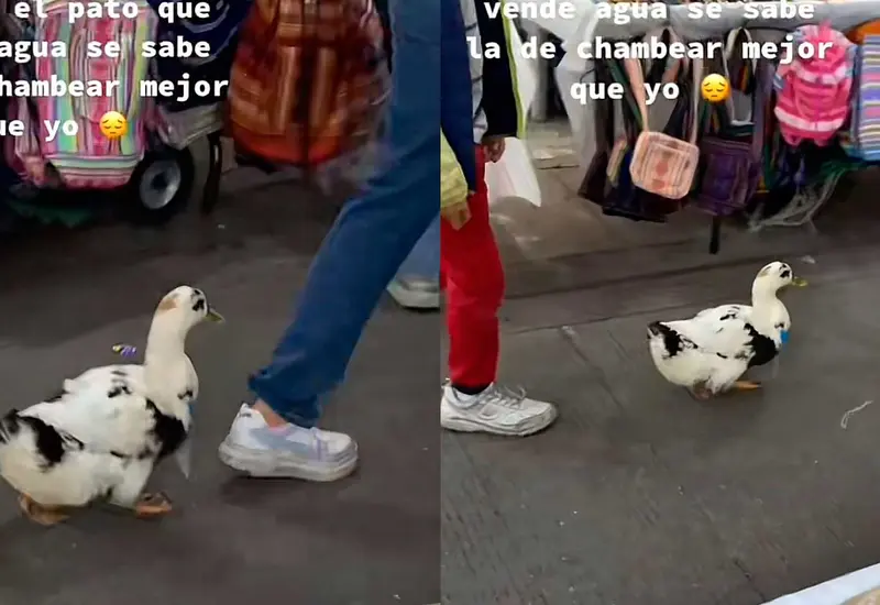 pato 