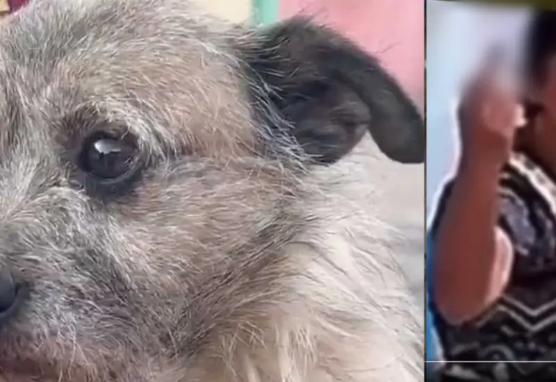 mujer_patea_perrita_escobazos