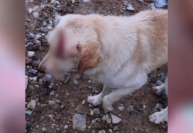 Perro
