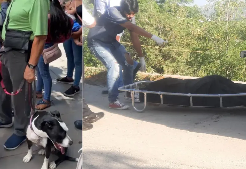 Perro