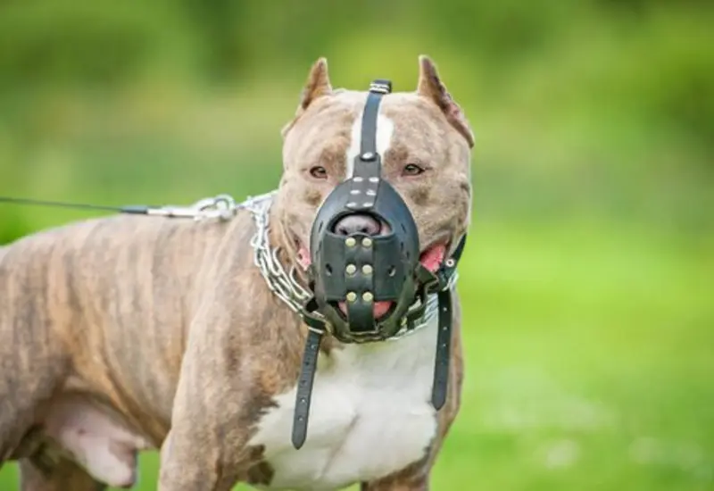 Pitbull