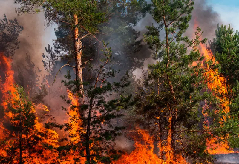 Incendio forestal