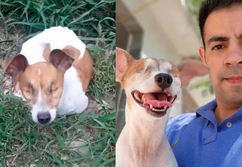 perrito-sin-ojos 