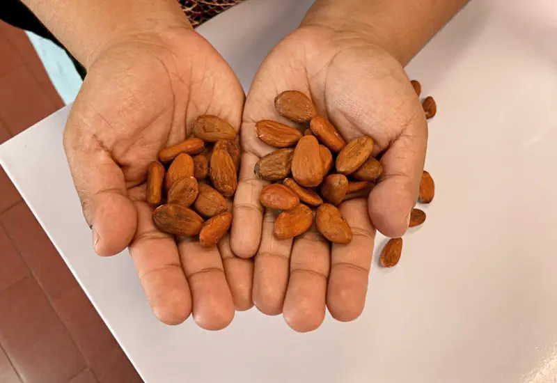 oaxaca_principal_productor_de_cacao