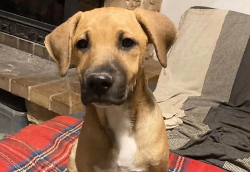 cachorro_bendji_pierde_hermanos