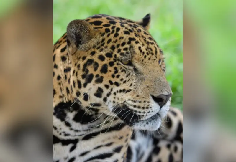 jaguar-oaxaca