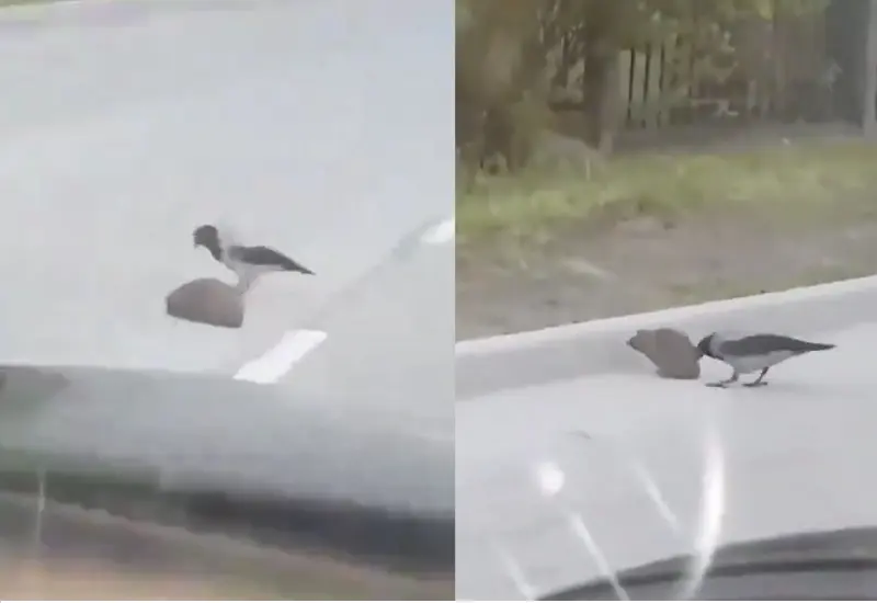pajaro_ayuda_cruzar_avenida_erizo