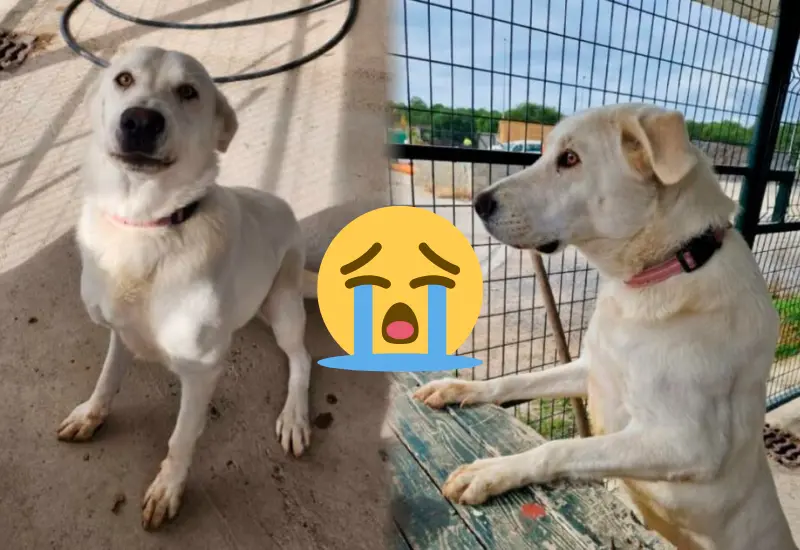 perrita_abandonada_espera_a_sus_humanos