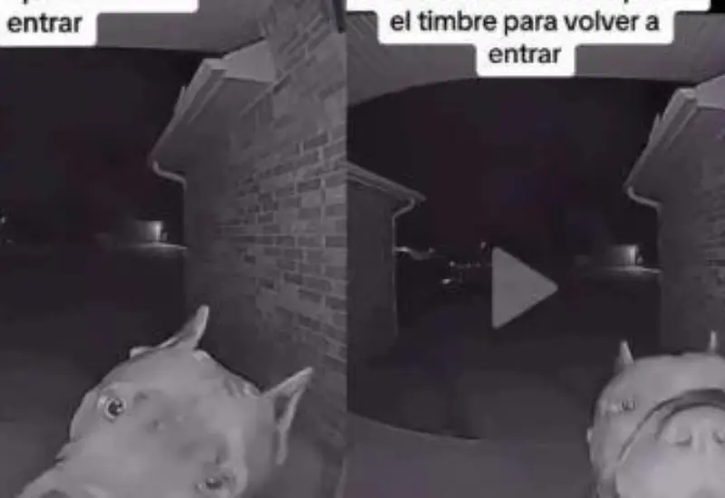 lomito_toca_timbre_que_le_abran