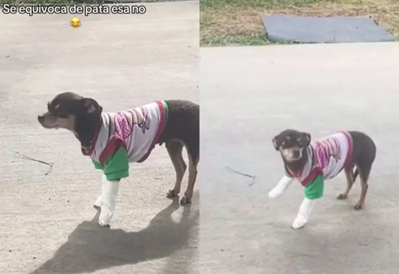 perrita_finge_pata_lastimada_se_equivoca