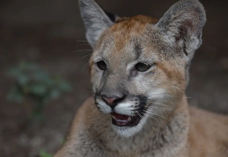 pumas-oaxaca