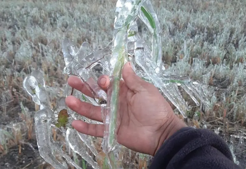 reportan_bajas_temperaturas_mixteca_oaxaca