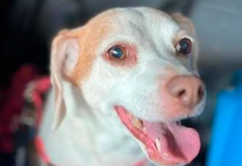 perrito 