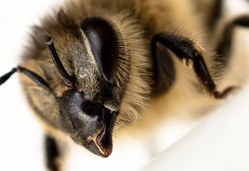 abeja
