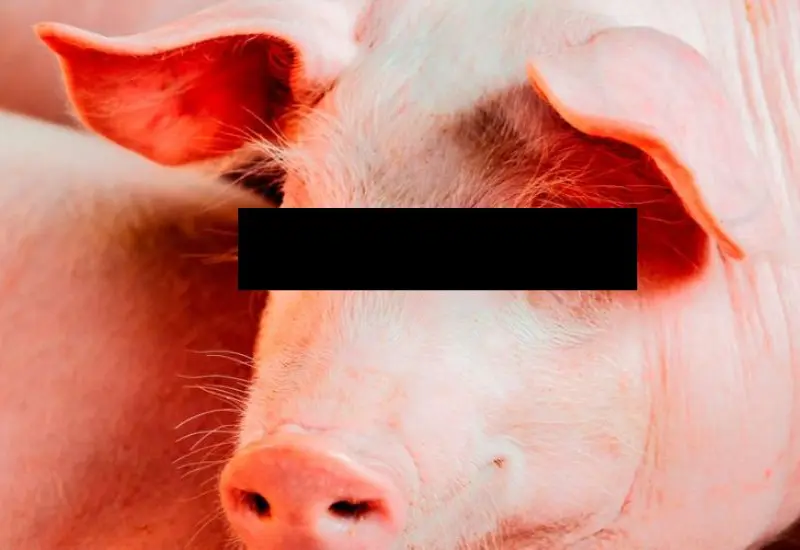cerdo_ataca_carnicero