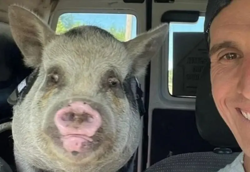 cerdito 