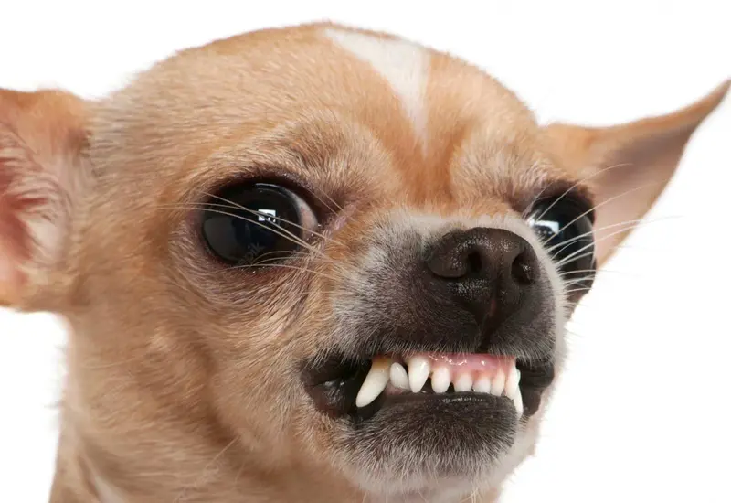 perro-enojado 