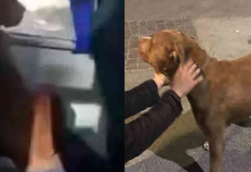 perrito_viajero_en_autobus