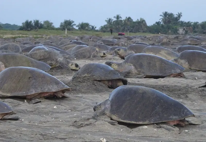 tortugas 