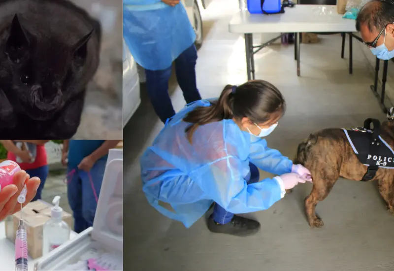 vacunacion-rabia-perros5