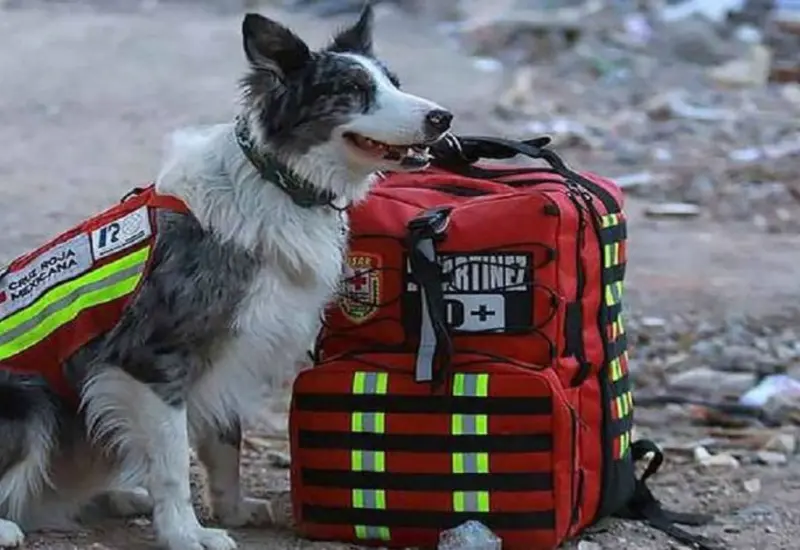 balam_perro_rescatista_mexicano