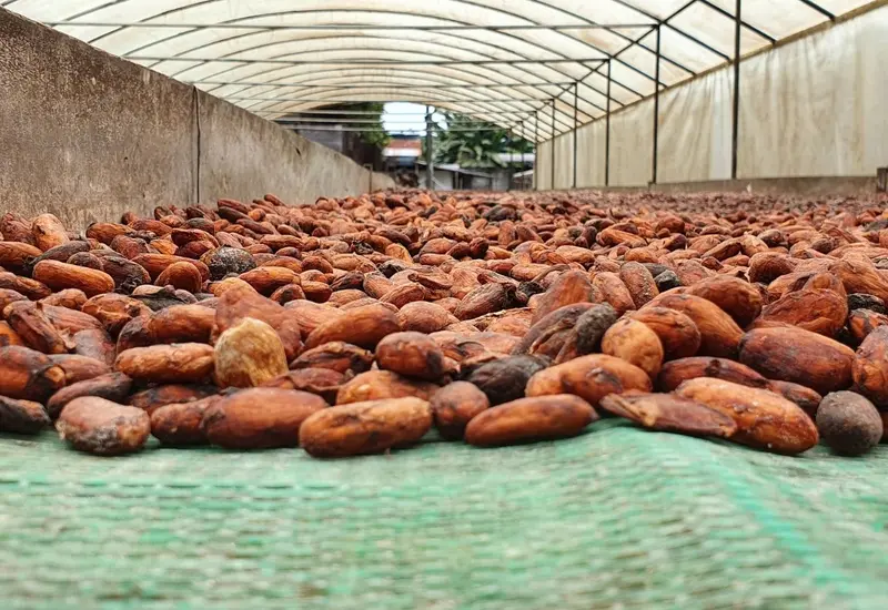 cacao