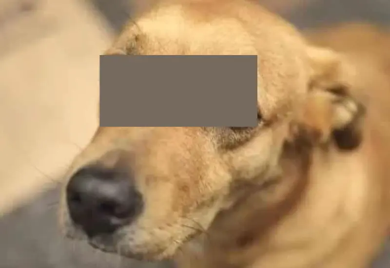 perro_estuvo_detenido_una_semana
